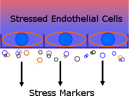 endothelial