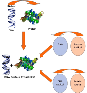 Radical initiated formation of DNA-protein crosslinks